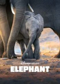 Elephant (2020) Disney+ อัศจรรย์ชีวิตของช้าง