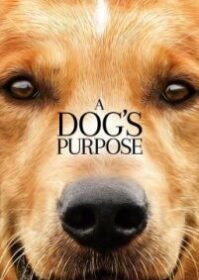A Dog’s Purpose (2017) หมา เป้าหมาย และเด็กชายของผม